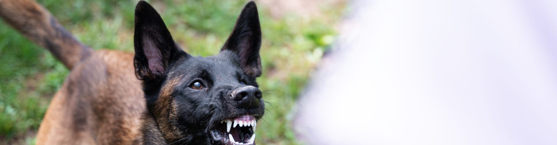 Angry dog barking at a child.