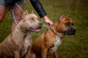 Dog owner responsibilities