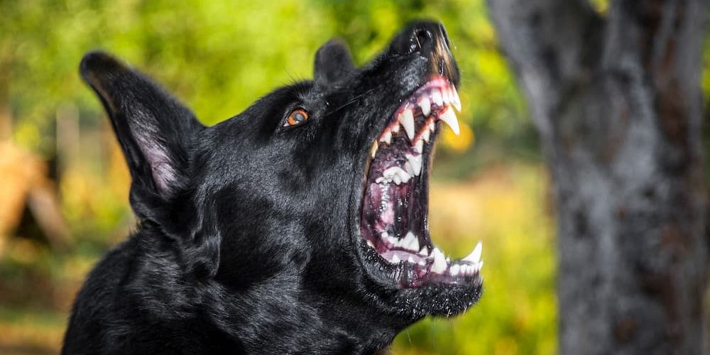 Dangerous Dog Breeds