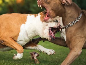 Dogs fighting